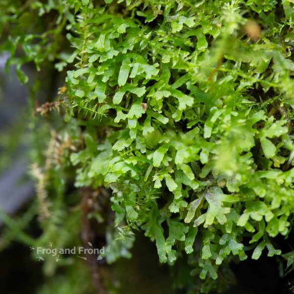 Live liverwort #1 growing in the vivarium
