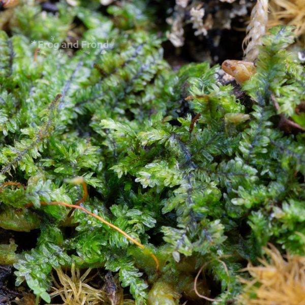 Live vivarium moss #1 growing in the vivarium