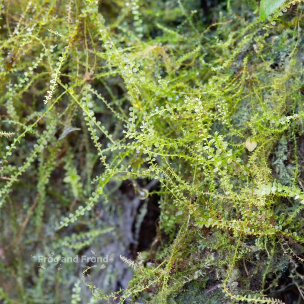 Live vivarium moss #3 growing in the vivarium
