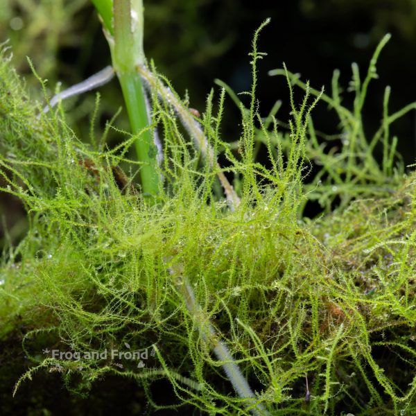 Live vivarium moss #4 growing in the vivarium