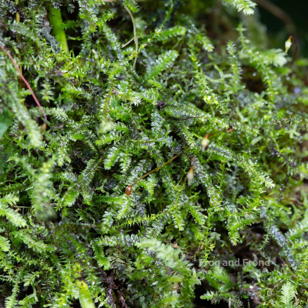 Low growing, carpeting moss growing in the vivarium