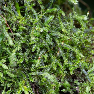 Low growing, carpeting moss growing in the vivarium