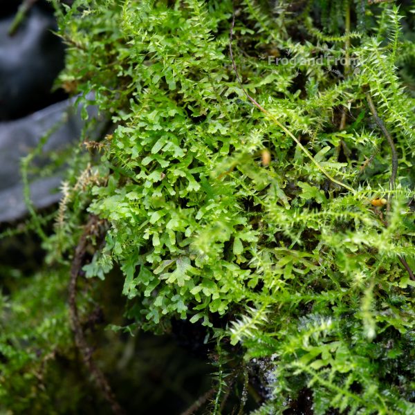 Several species of bryophytes growing together in the vivarium