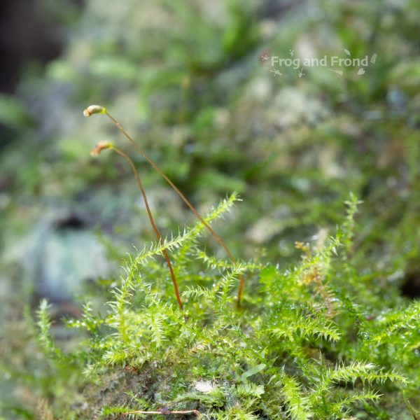 Small patch of live vivarium moss #2 growing in the vivarium