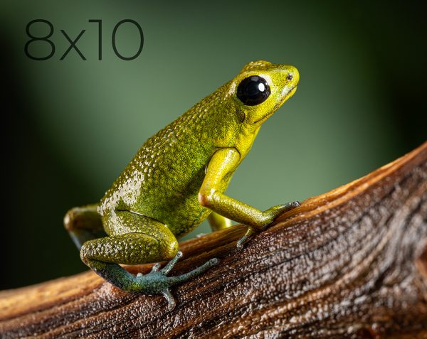 8x10