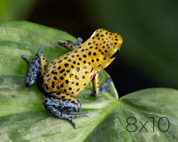 8x10
