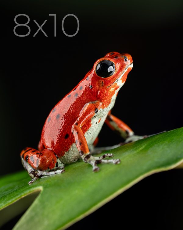 8x10