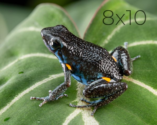 8x10