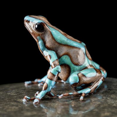 Photo Print #1 of Dendrobates auratus 'Highland Bronze'