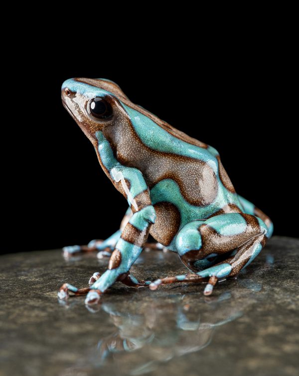 Photo Print #1 of Dendrobates auratus 'Highland Bronze'