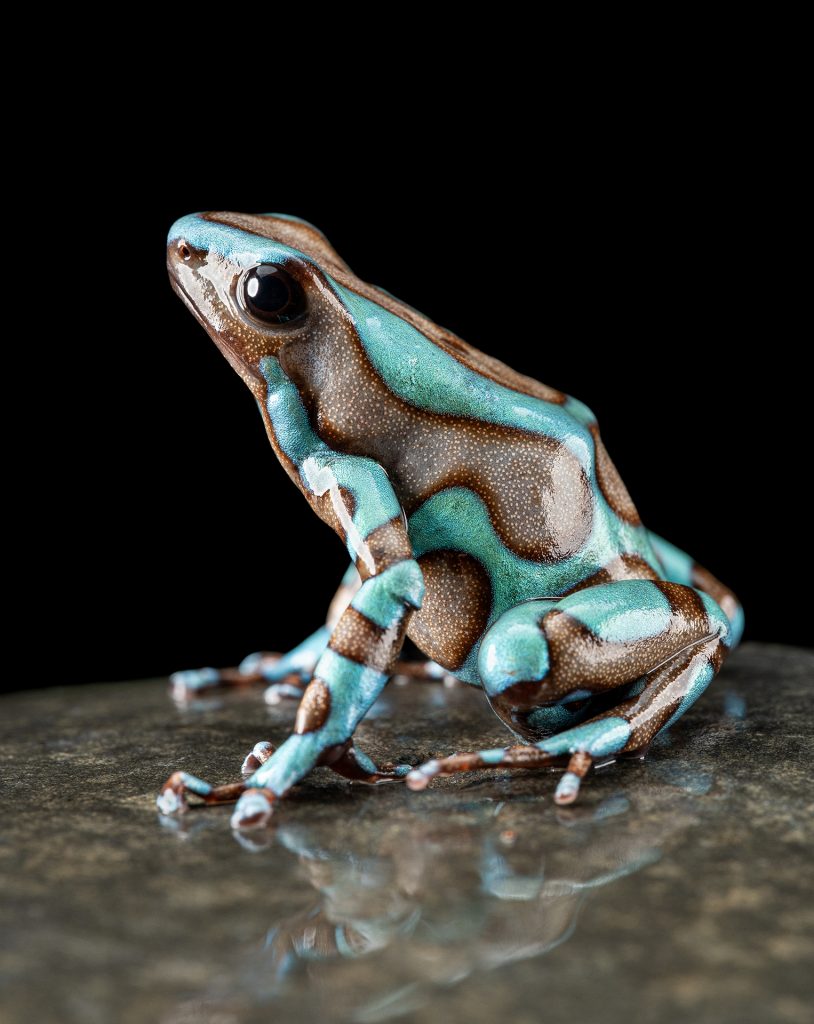 Photo Print #1 of Dendrobates auratus 'Highland Bronze'