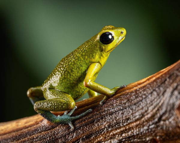 Photo Print #1 of Oophaga granulifera 'Quepos' on driftwood