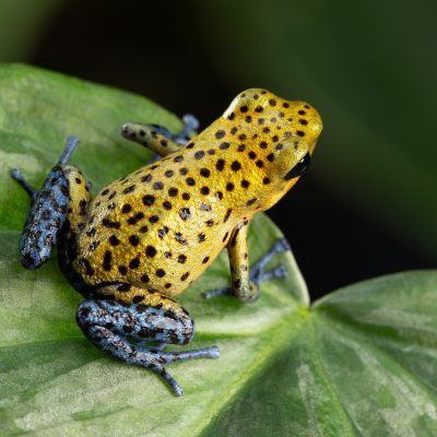 Photo Print #1 of Oophaga pumilio 'Aldana'