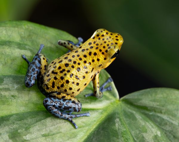 Photo Print #1 of Oophaga pumilio 'Aldana'