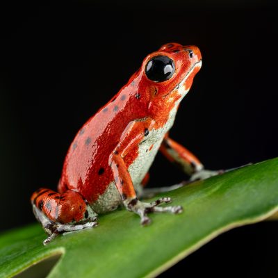 Photo Print #1 of Oophaga pumilio 'Bastimentos - Red Frog Beach'