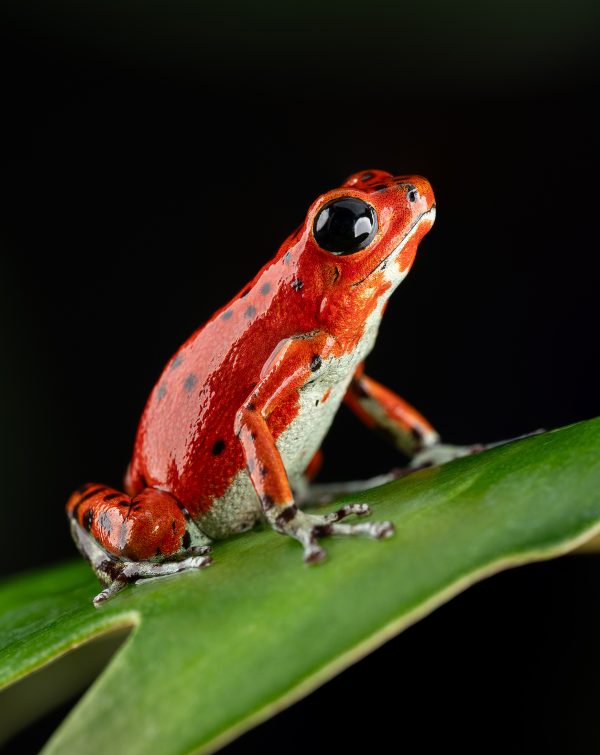 Photo Print #1 of Oophaga pumilio 'Bastimentos - Red Frog Beach'