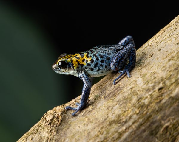 Photo Print #1 of Oophaga pumilio 'Boca Colubre / Culubre'
