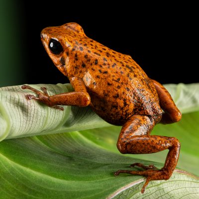 Photo Print #1 of Oophaga pumilio 'Bri Bri'