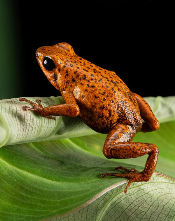 Photo Print #1 of Oophaga pumilio 'Bri Bri'