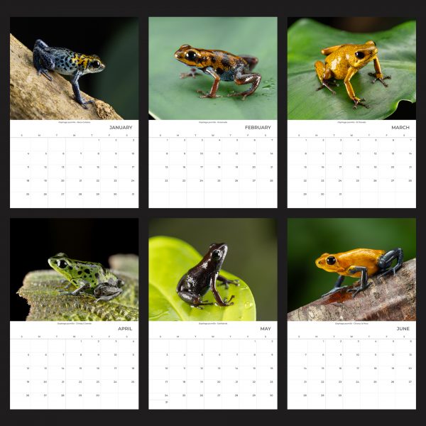 11x16.5" Wall Calendar 2026 January - June
