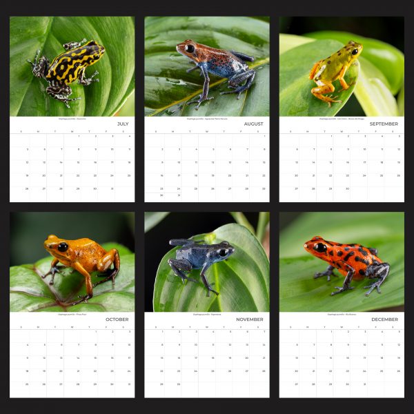 11x16.5" Wall Calendar 2026 July - December