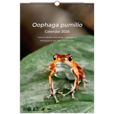 Oophaga pumilio Wall Calendar 2026 11x16.5"