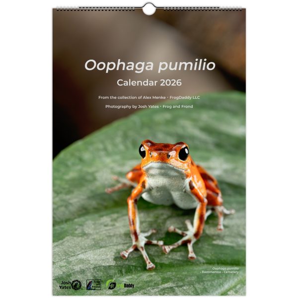 Oophaga pumilio Wall Calendar 2026 11x16.5"