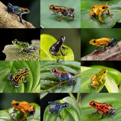2026 Oophaga pumilio Calendar
