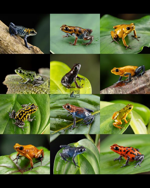 2026 Oophaga pumilio Calendar