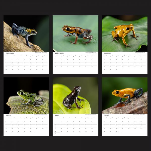 8.5x11" Wall Calendar 2026 January - June