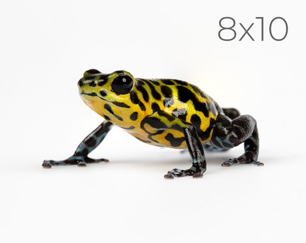 8x10