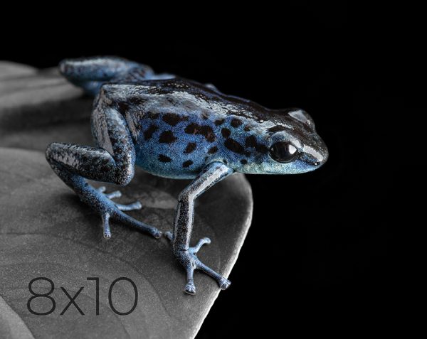 8x10