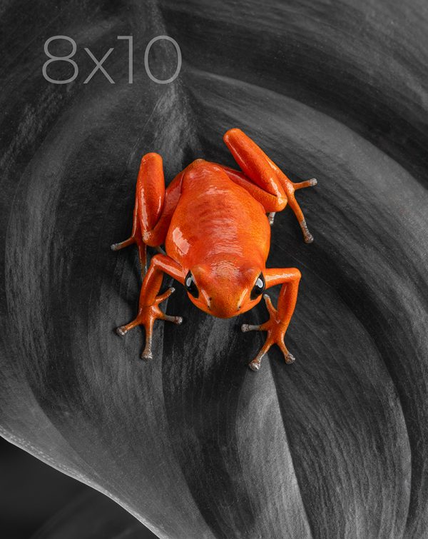 8x10
