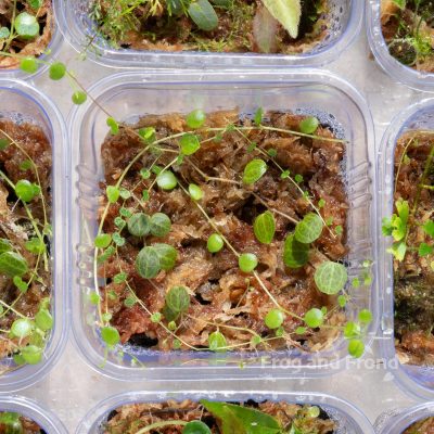 Example 1 of Trailing Trio Peperomia Cup