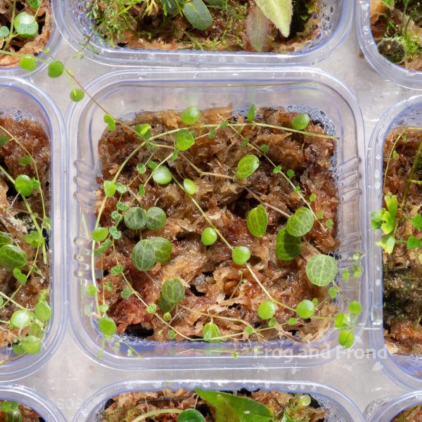 Example 1 of Trailing Trio Peperomia Cup
