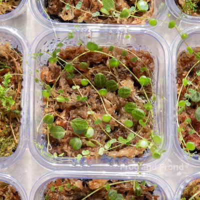Example 2 of Trailing Trio Peperomia Cup