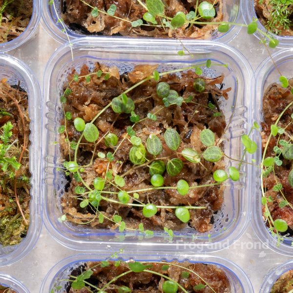 Example 3 of Trailing Trio Peperomia Cup
