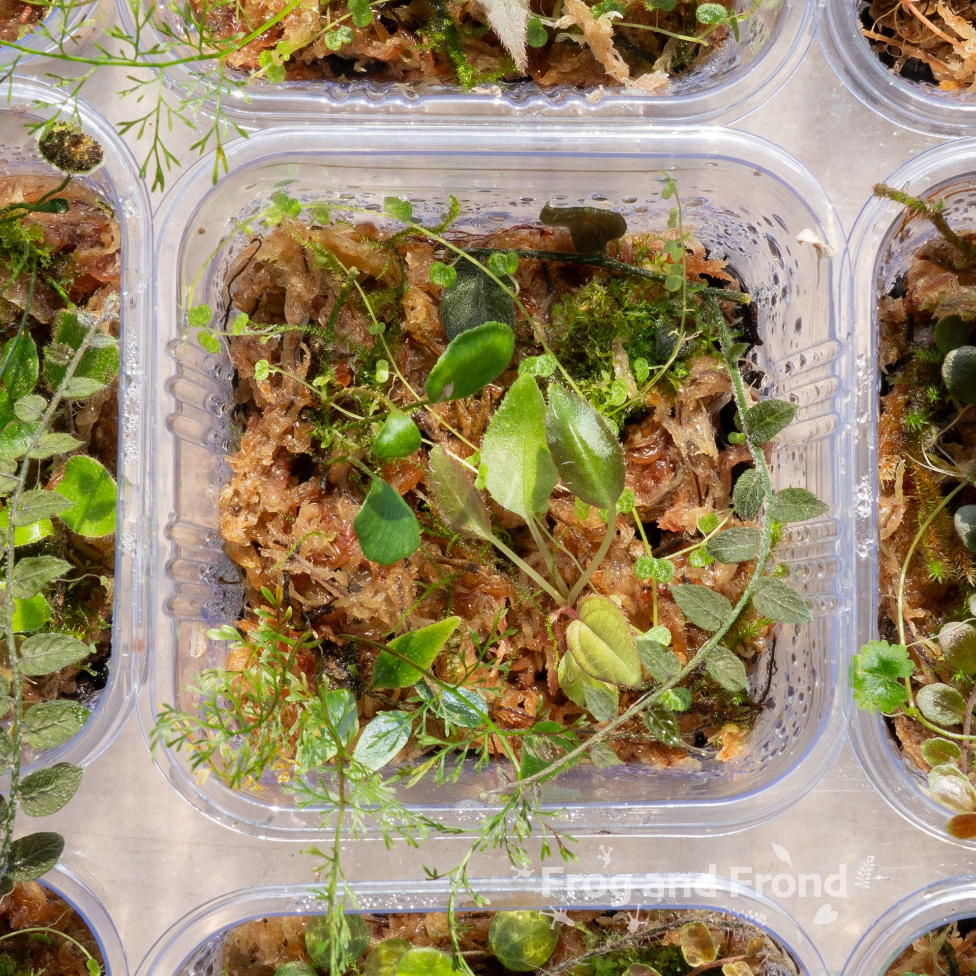 Example 9 of Moss & Fern Medley Cup