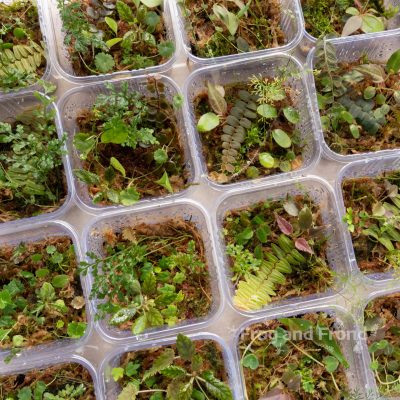 Examples of Moss & Fern Medley Cup