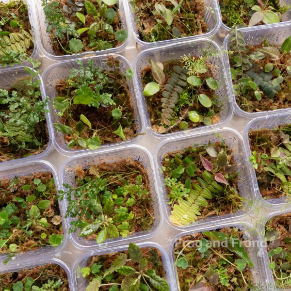 Examples of Moss & Fern Medley Cup