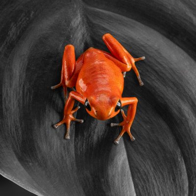 Photo Print #1 of Oophaga pumilio 'Cayo Nancy'
