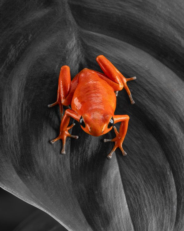 Photo Print #1 of Oophaga pumilio 'Cayo Nancy'