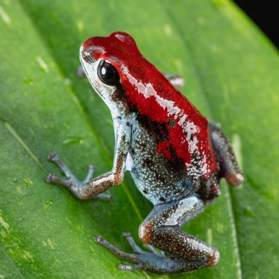 Photo Print #1 of Oophaga pumilio 'Nicky'