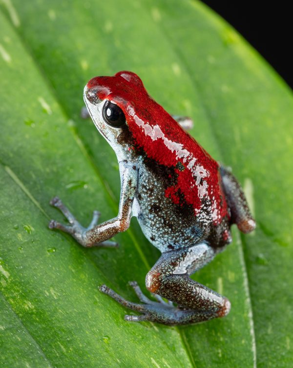 Photo Print #1 of Oophaga pumilio 'Nicky'