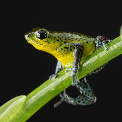 Photo Print #1 of Oophaga pumilio 'Punta Laurel'