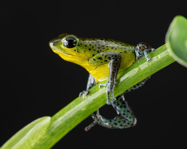 Photo Print #1 of Oophaga pumilio 'Punta Laurel'