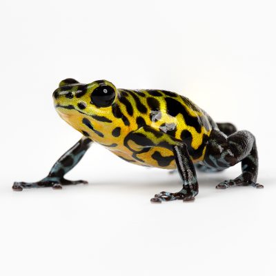 Photo Print #1 of Oophaga pumilio 'Rio Branco'
