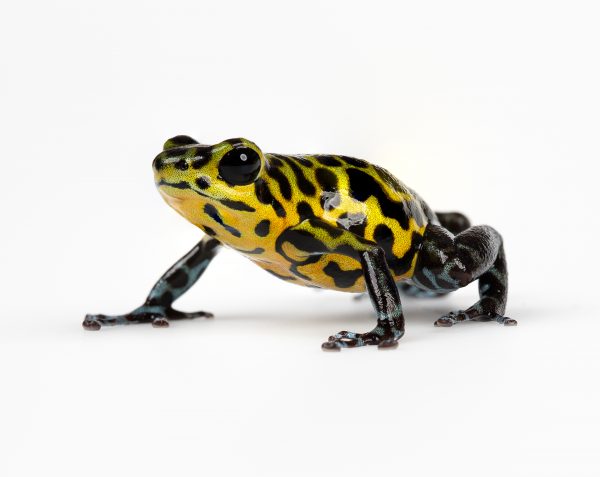 Photo Print #1 of Oophaga pumilio 'Rio Branco'