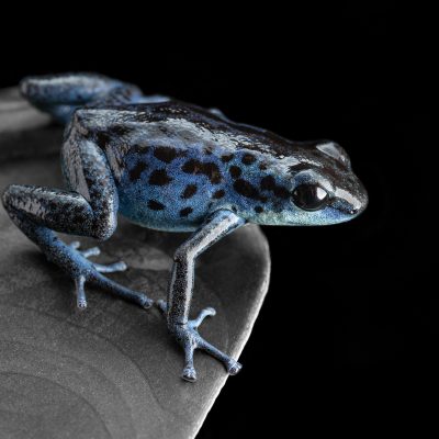 Photo Print #1 of Oophaga pumilio 'Rio Colubre'