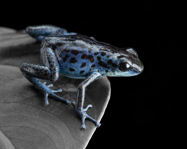 Photo Print #1 of Oophaga pumilio 'Rio Colubre'